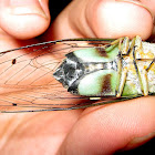 Cicada