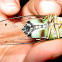 Cicada