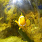 Clown fish