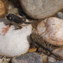 Tadpoles
