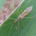 Leaf Hopper Assassin Bug