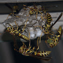 Paper Wasp