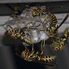 Paper Wasp