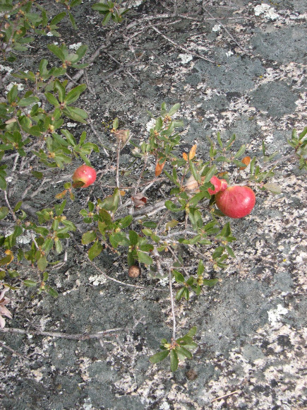 Spotting Image 1