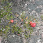 Gall on Scrub Oak