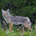 Coyote