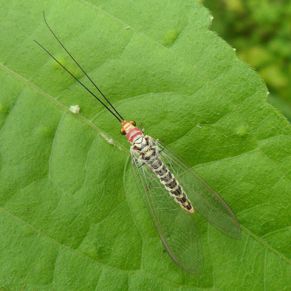 Spotting Image 1