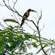 Collared Aracari