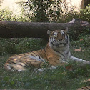 Amur Tiger or Siberian Tiger