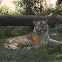 Amur Tiger or Siberian Tiger