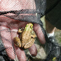 Green Frog