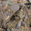 Meadow Pipit