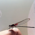Rubyspot Damselfly