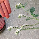 European Heliotrope