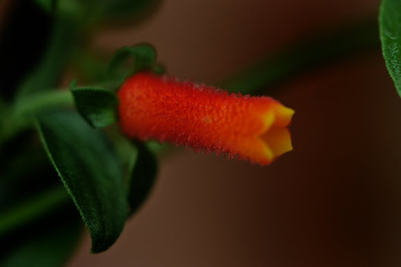 Spotting Image 1