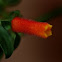 candy cane vine