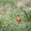 American Robin