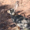 Desert Cottontail