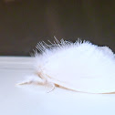 Moth