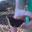 Mourning Cloak Butterfly