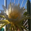 Hylocereus undatus (Cactus)