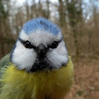 Blue tit-Blaumeise
