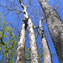 Sycamore Tree