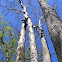 Sycamore Tree