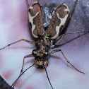 Tiger Beetle