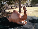 Zoo Camel