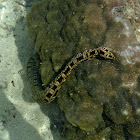 Sea Cucumber