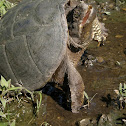 Snapping Turtle