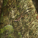 Slender Anole