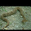 Southern Copperhead