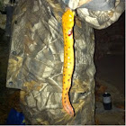 Salamander