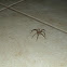 Unknown spotting