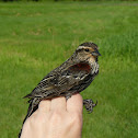Red-winged Blackbird