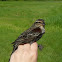 Red-winged Blackbird