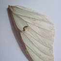 Luna Moth