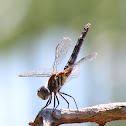 Blue Dasher