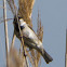 House Sparrow; Gorrión Común