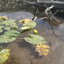 Yellow Water Lily
