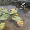 Yellow Water Lily