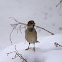 House Sparrow (male)