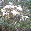 Mountain Laurel