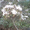 Mountain Laurel