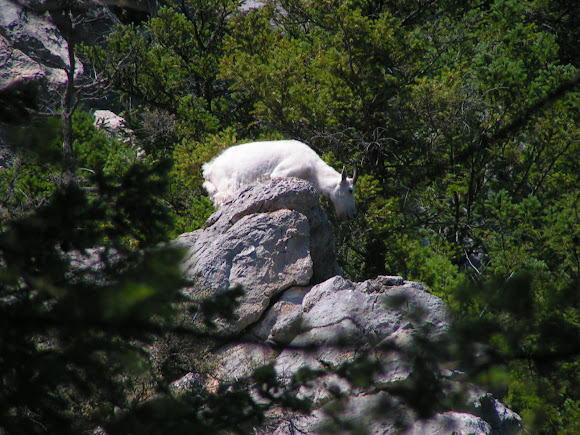 Spotting Image 1