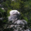 Mountain goat
