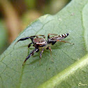 Jumping spider
