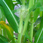 White Corn